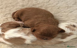 Miniature Poodle dogs for stud: Proven apricot miniature poodle in Sutton Coldfield - Image 9
