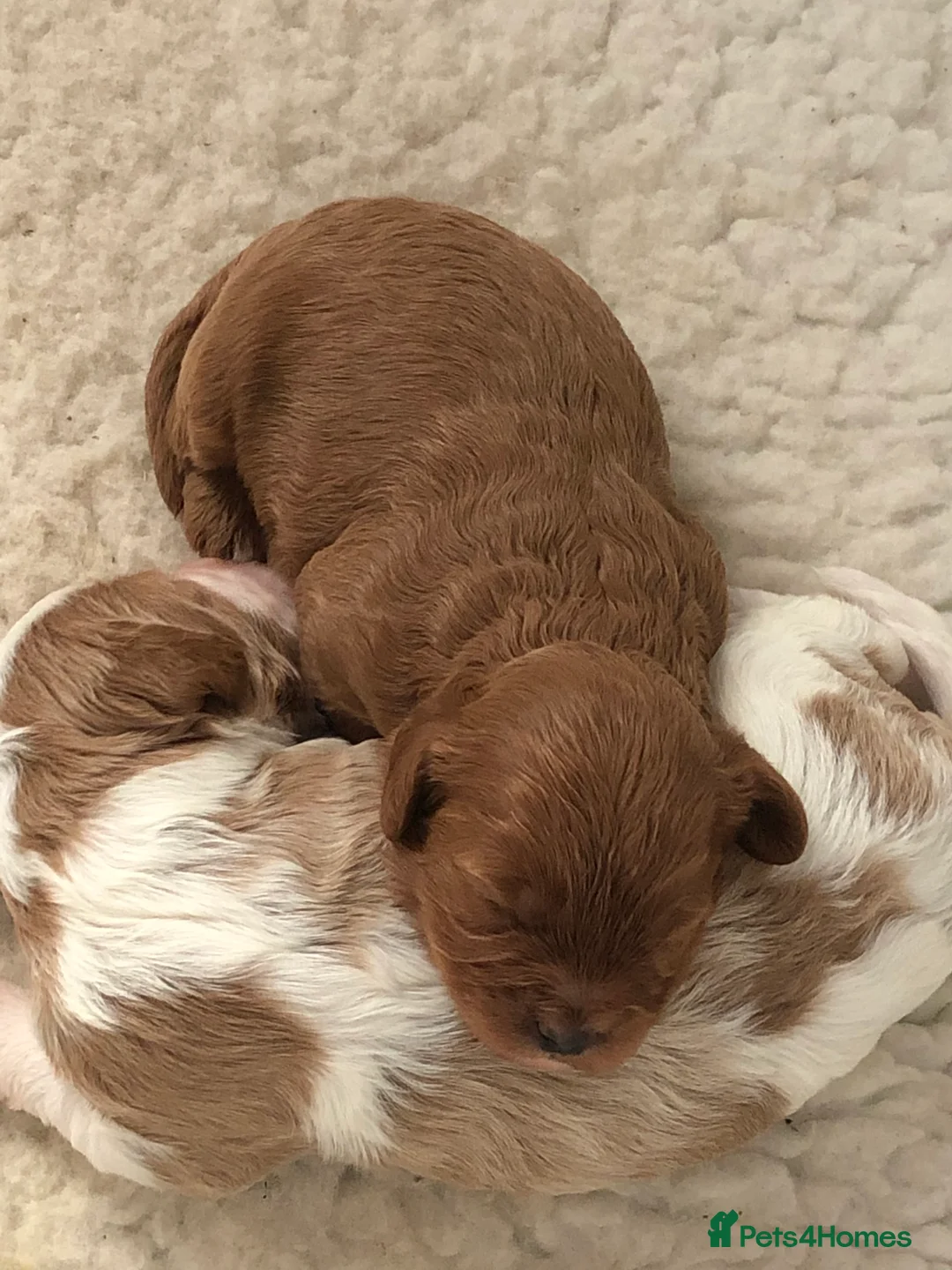 Miniature Poodle dogs for stud: Proven apricot miniature poodle in Sutton Coldfield - Advert 9