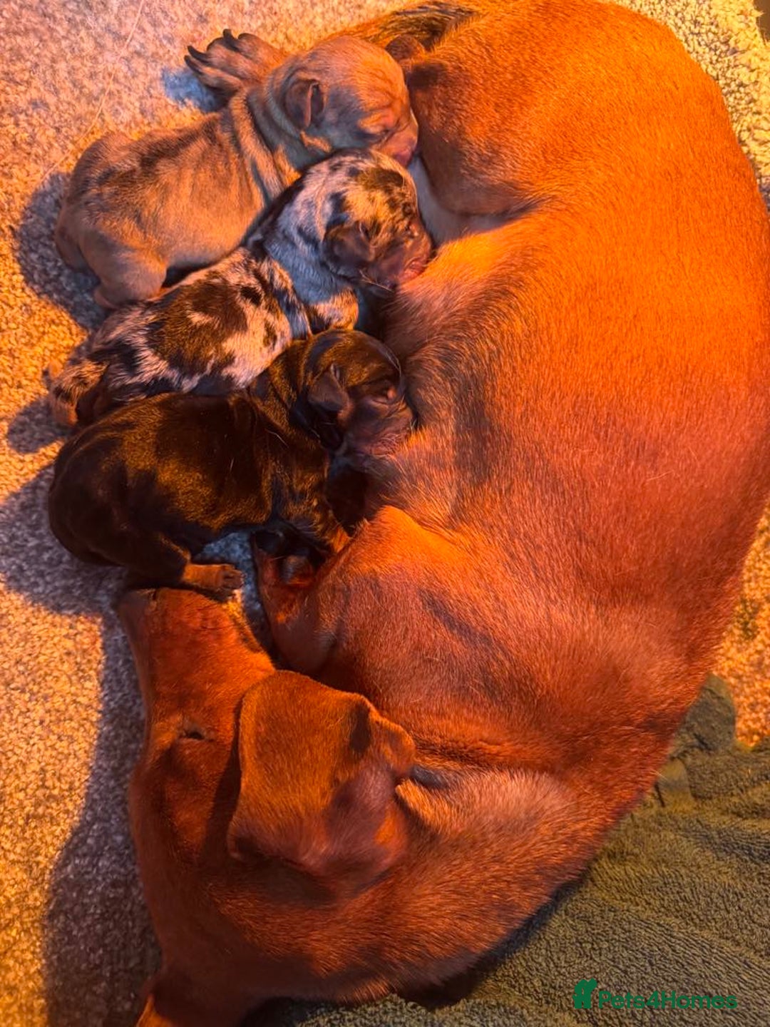 Miniature Dachshund dogs for sale: Miniature Dachund puppy - Image 5