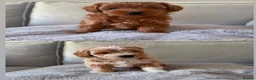 Shihpoo dogs for sale: Two Beautiful Shihpoo Puppies looking for home🏡  - Advert 32