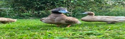 Ducks poultry for sale: Male Khaki Campbell Duck for FREE - Advert 3