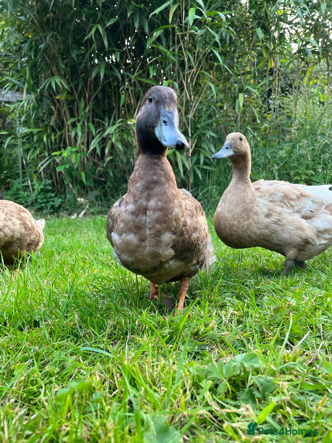Ducks poultry for sale: Male Khaki Campbell Duck for FREE - Advert 3