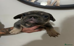 French Bulldog dogs for sale: 5* beautiful French bulldogs left ready to go 🏡 - Image 19