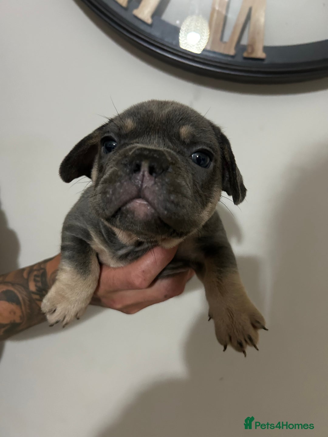 French Bulldog dogs for sale: 5* beautiful French bulldogs left ready to go 🏡 - Image 19