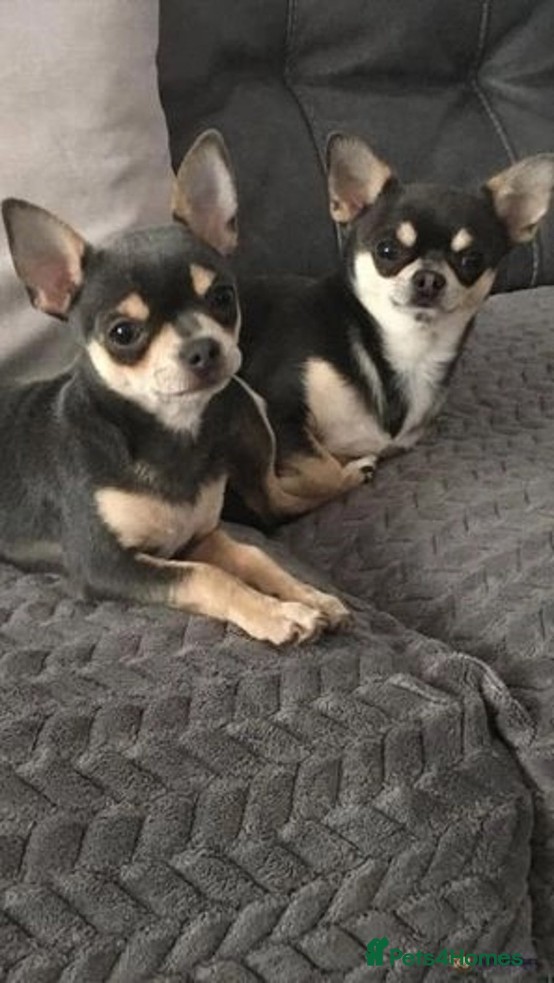 Chihuahua dogs for sale: Gorgeous little chihuahuas for loving home  - Image 4