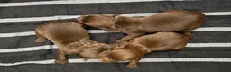 Cocker Spaniel dogs for sale: Chocolate Cocker Spaniel Pups - Advert 8