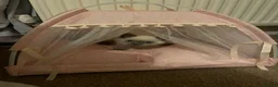 Ragdoll cats for sale: Siena  - Advert 21