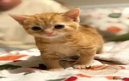 Mixed Breed cats for sale: Beautiful kittens  - Image 6