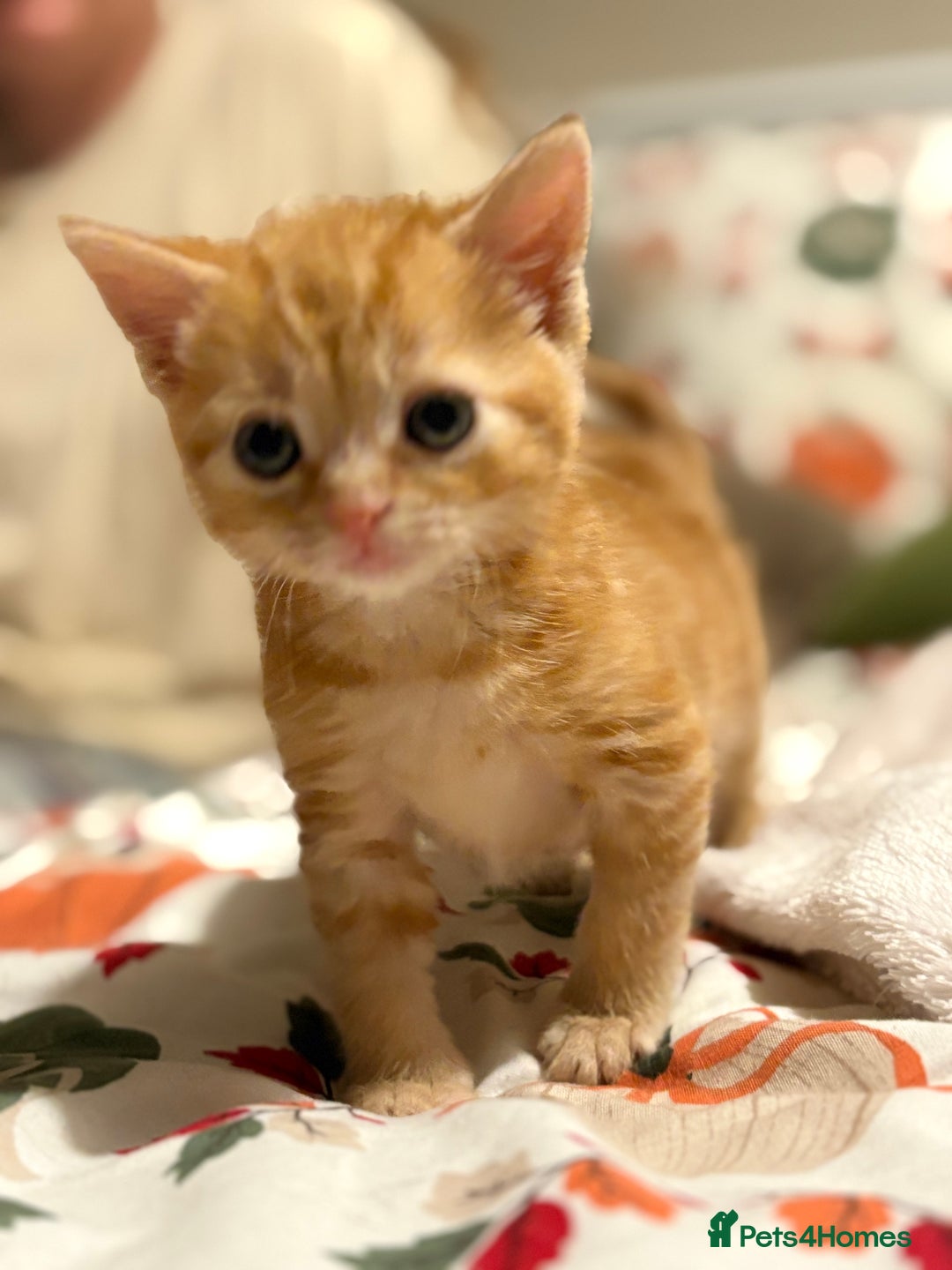 Mixed Breed cats for sale: Beautiful kittens  - Image 6