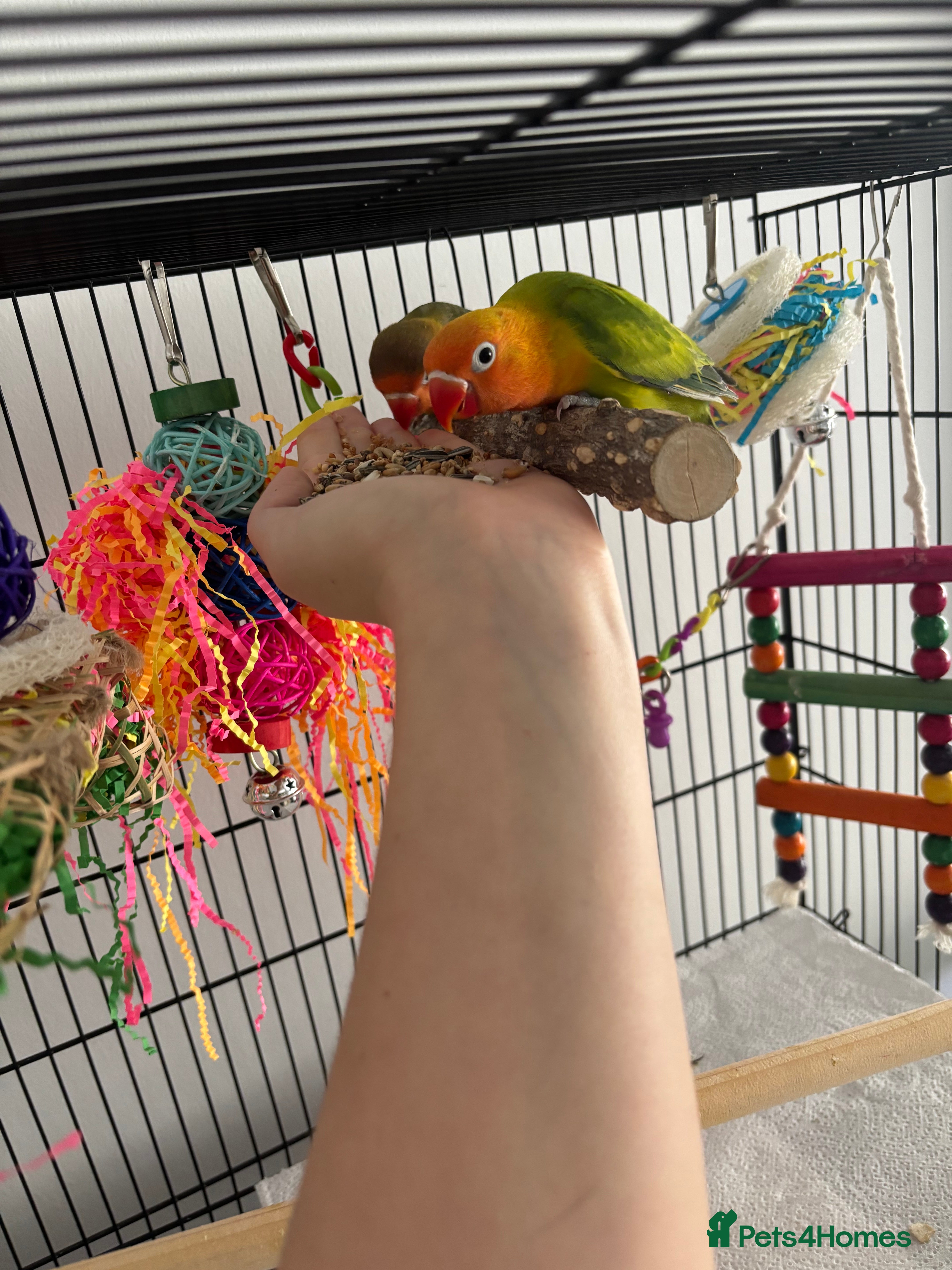 Lovebirds birds Lovebirds Young Bonded Pair 🦜  - Advert 12