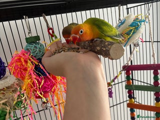 Lovebirds birds Lovebirds Young Bonded Pair 🦜 - Advert 12