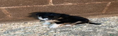 Border Collie 3