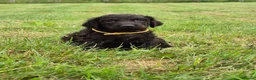Irish Water Spaniel dogs for sale: Irish Water Spaniels  in Bishop Auckland - Advert 16