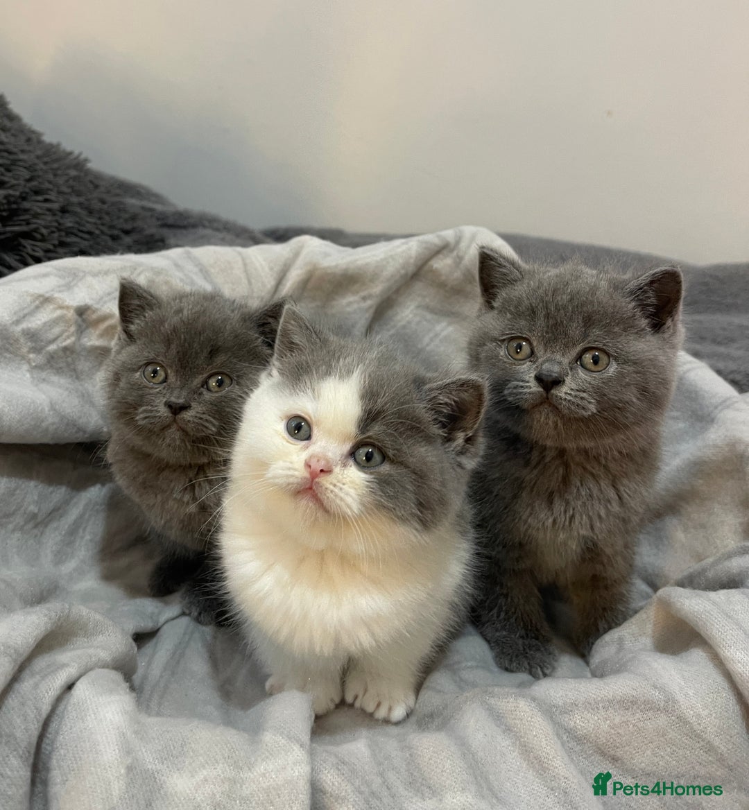 British Shorthair cats for sale: Beautiful British shorthair kittens 🐈  - Advert 1