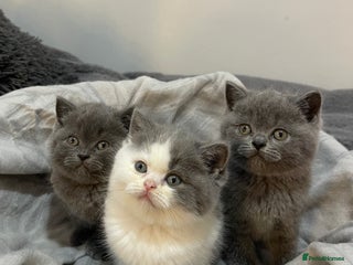 British Shorthair cats Beautiful British shorthair kittens 🐈 - Advert 1