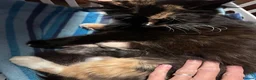 Norwegian Forest Cat cats for sale: Norwegian Forest boys - Advert 19
