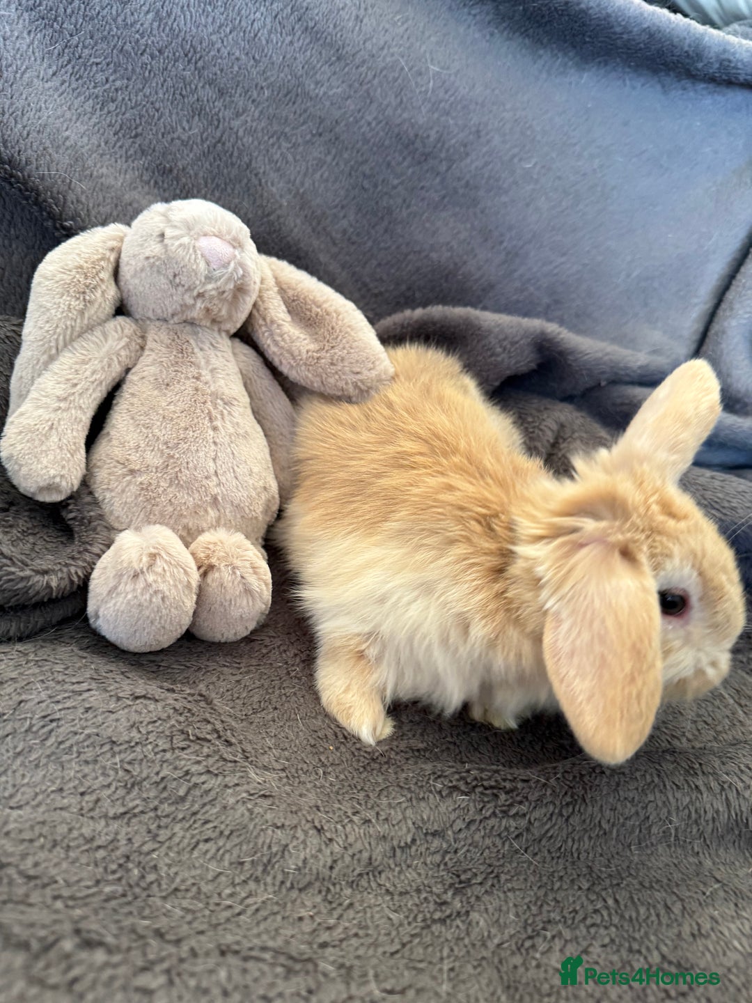 Mixed Breed rabbits for sale: Beautiful friendly baby bunnies ready in 4 weeks  - Advert 11