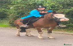 Welsh Section D horses for sale: Beautiful 14.2 mare  - Image 1