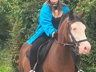 Welsh Section D horses Beautiful 14.1hh 4year old mare - Advert 4