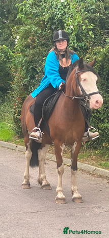 Welsh Section D horses - Advert 2