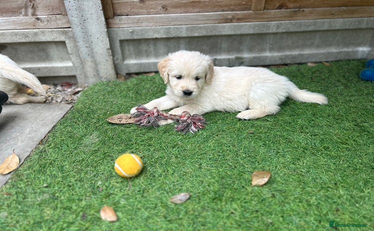 Golden Retriever dogs - Advert 1