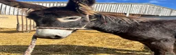 Donkey livestock for sale: Beautiful 1 Year Old Male Donkey  - Advert 3