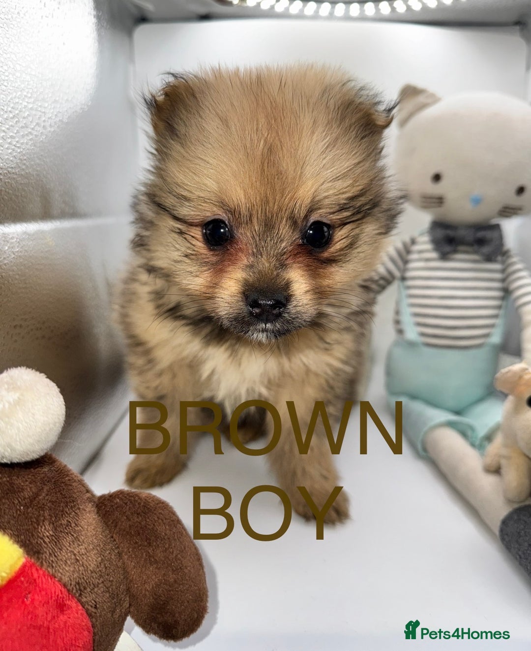 Pomeranian dogs for sale: 6 Adorable Mini/Tiny/ Fluffy Pomeranian Puppies  - Advert 27