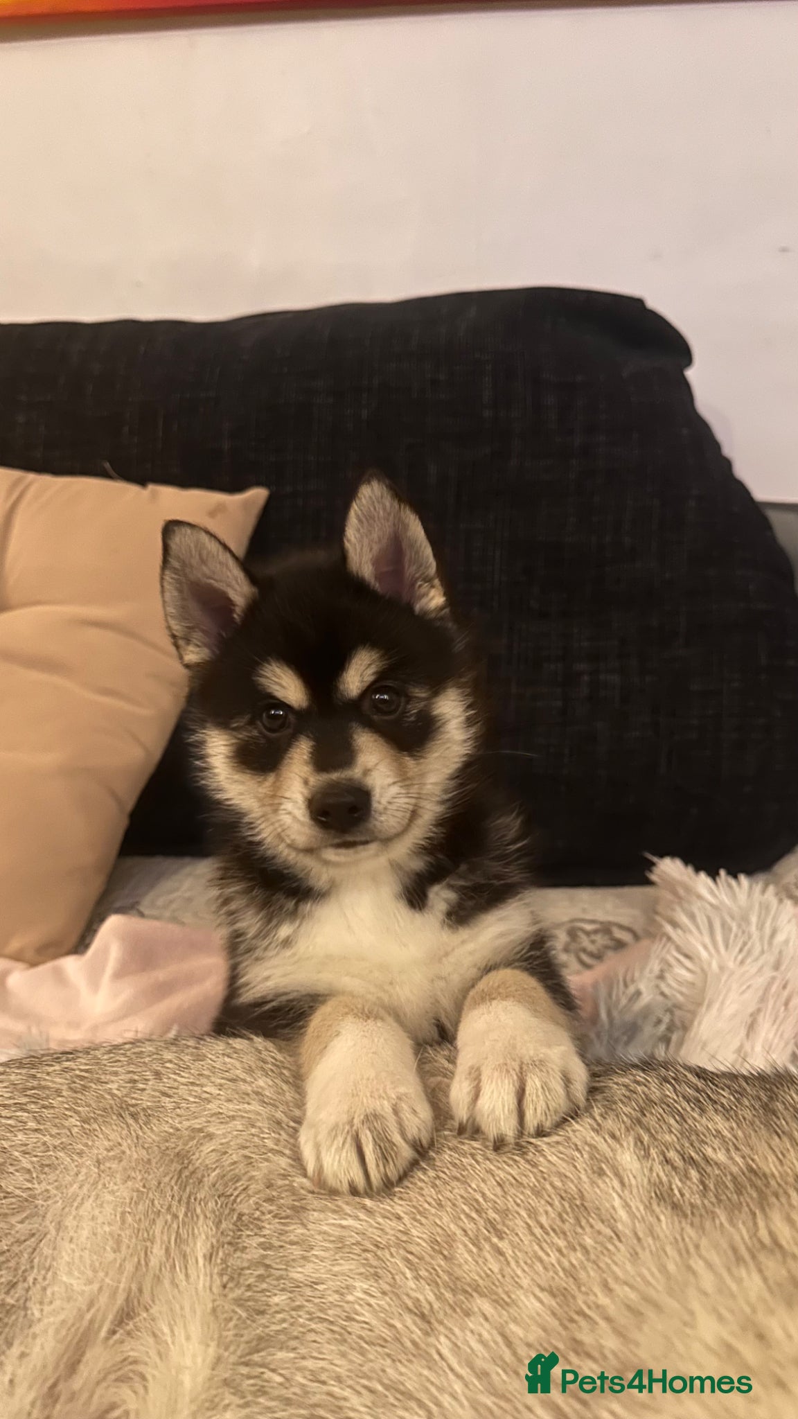 Pomsky dogs 3 Adorable Pomsky Puppies  - Advert 2