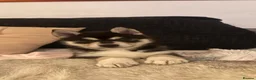 Pomsky dogs for sale: 3 Adorable Pomsky Puppies  - Advert 5