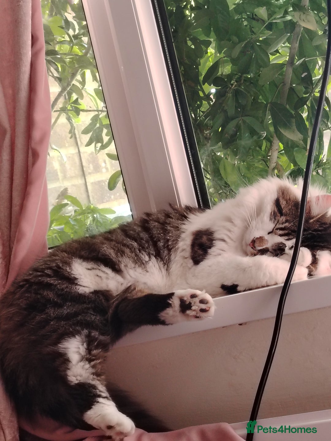 Mixed Breed cats for sale: Noah and Tigs 2 male cats mixed breed moggys - Image 1