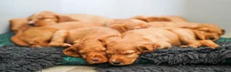Cocker Spaniel dogs for sale: Only 2 boys - Dark Golden Cocker Spaniels  - Advert 3