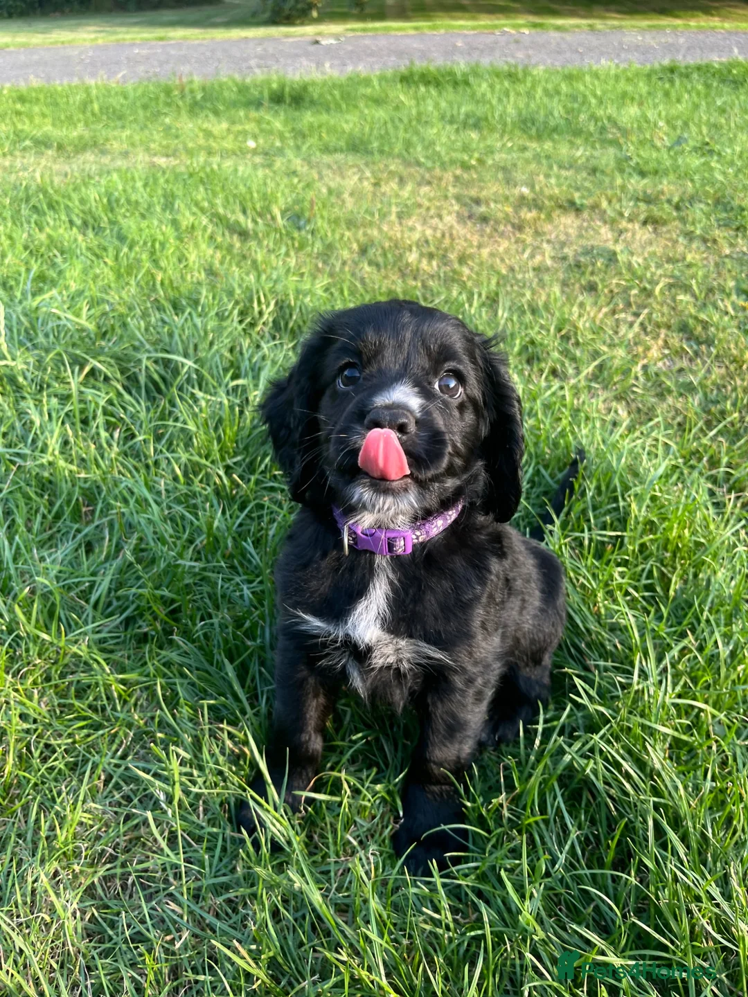 Cocker Spaniel dogs for sale: Beautiful working cocker spaniel pups  - Advert 1