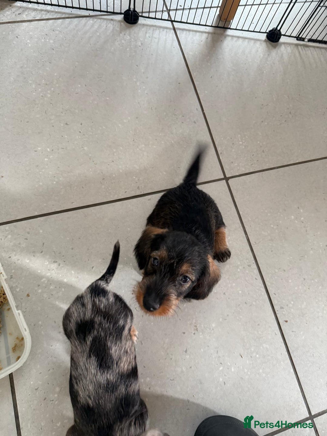 Miniature Dachshund dogs for sale: Miniature wire haired dachshund puppies - Image 8