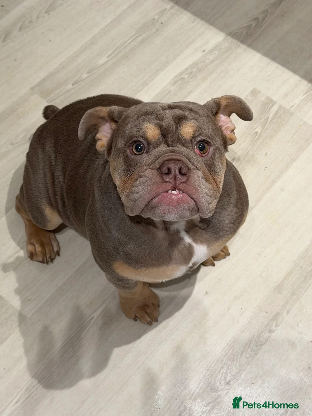 English Bulldog dogs for sale: English bulldog 6 months old  - Advert 4