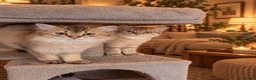 British Shorthair cats for sale: 🐾Beautiful British long and Shorthair Kittens🐾 - Advert 9