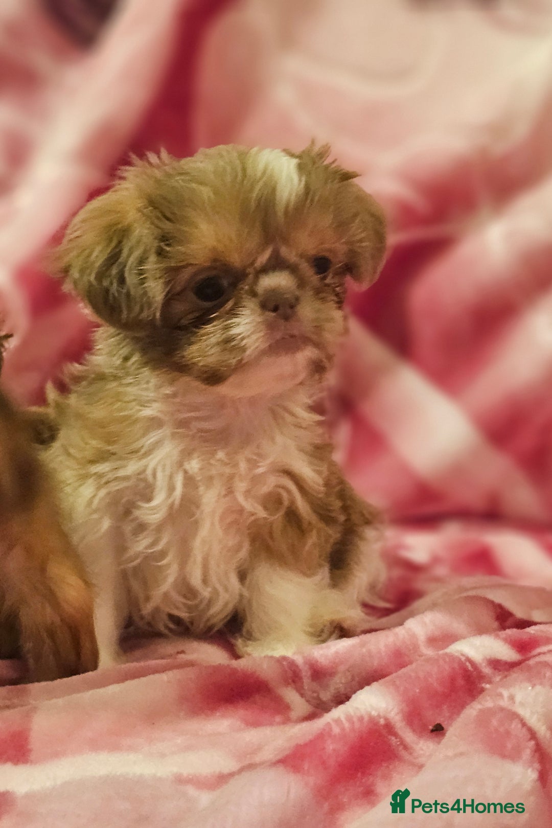 Shih Tzu dogs for sale: Beautiful shih tzu puppies  - Advert 13