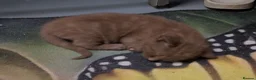 Mixed Breed cats for sale: 3 Handsome Male Kittens  - Advert 14