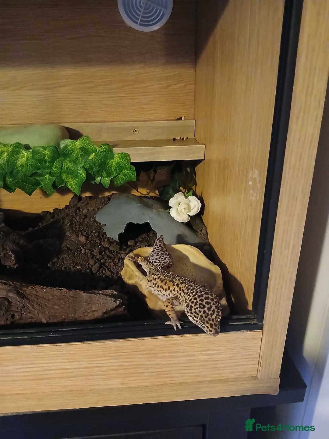 Leopard Gecko reptiles for sale: Adult Leopard Gecko and full setup. - Image 2
