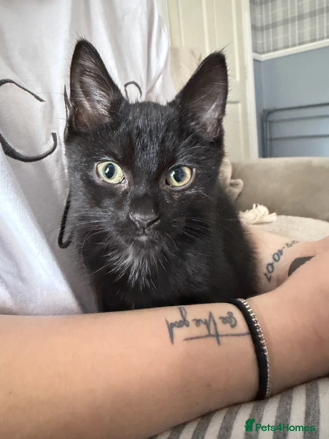 Mixed Breed cats for sale: 12 week old kittens  in Nelson - Advert 2