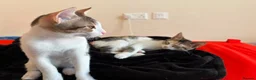 Mixed Breed cats for adoption: Cleo and Junior - lovely kitties - Advert 14