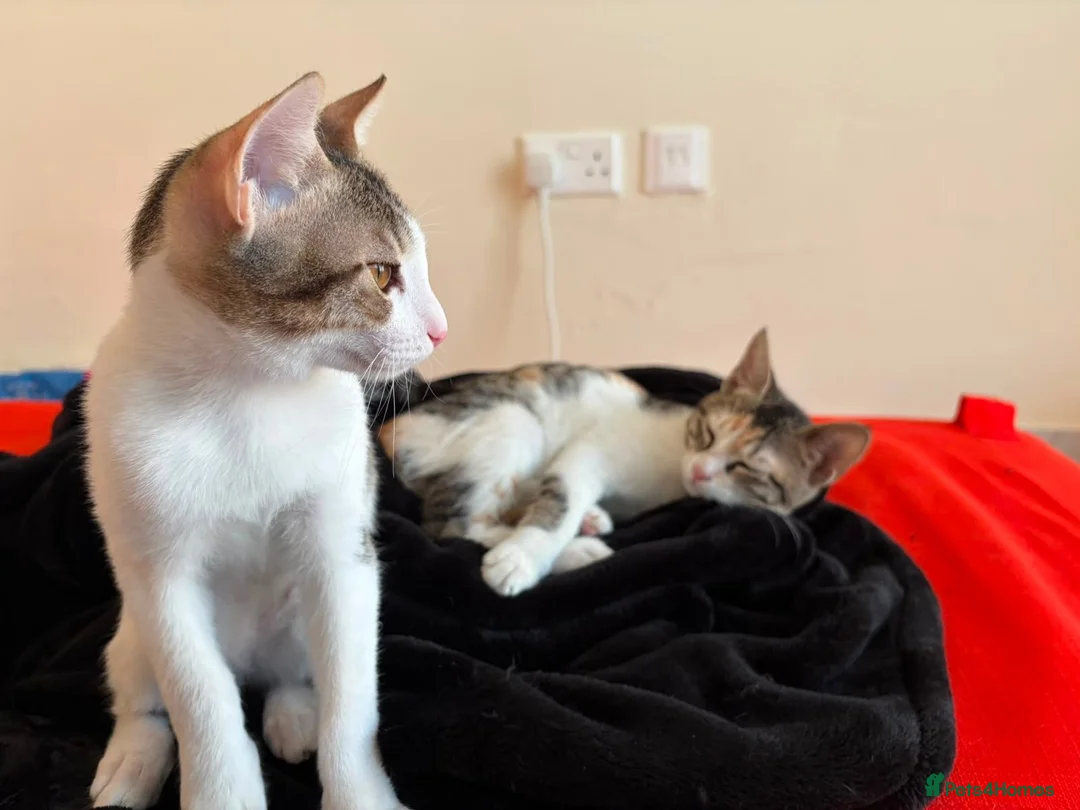 Mixed Breed cats for adoption: Cleo and Junior - lovely kitties - Advert 14