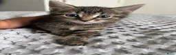 American Shorthair cats for sale: 🌟Kittens Ready for 4ever Home🌟 - Advert 9