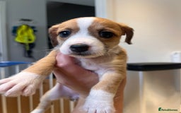 Mixed Breed dogs for sale: Cavapoo x Italian greyhound puppies  - Image 23