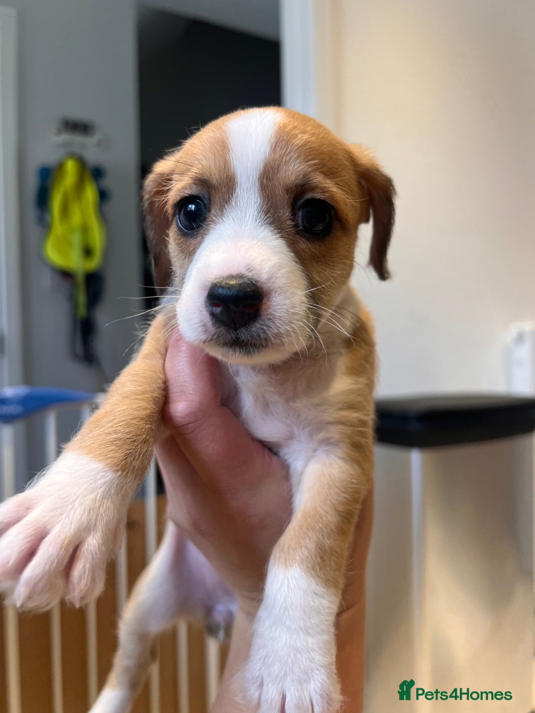 Mixed Breed dogs for sale: Cavapoo x Italian greyhound puppies  - Image 23
