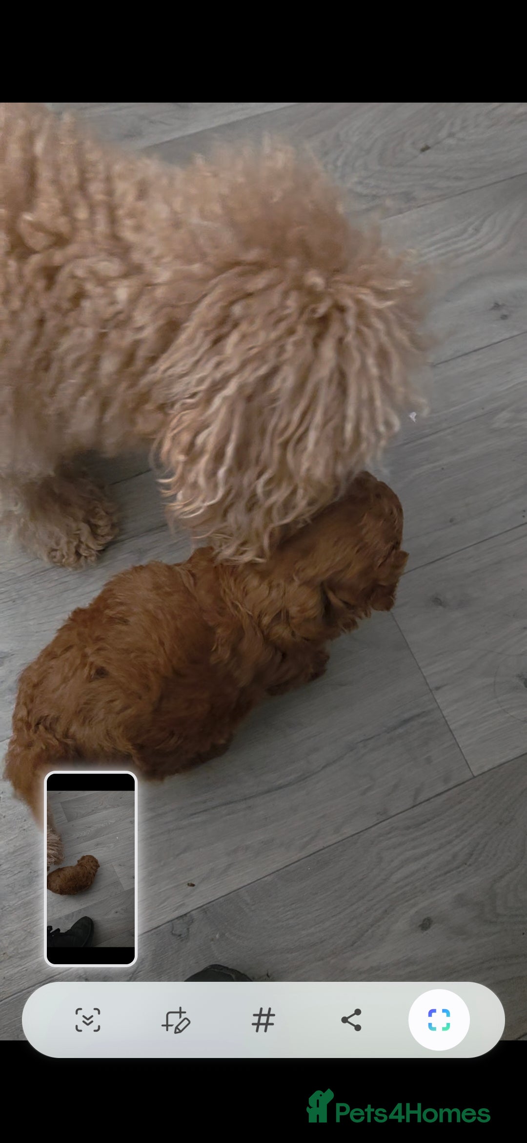 Toy Poodle dogs for sale: Pure bred deep red toy poodle boy - Image 4