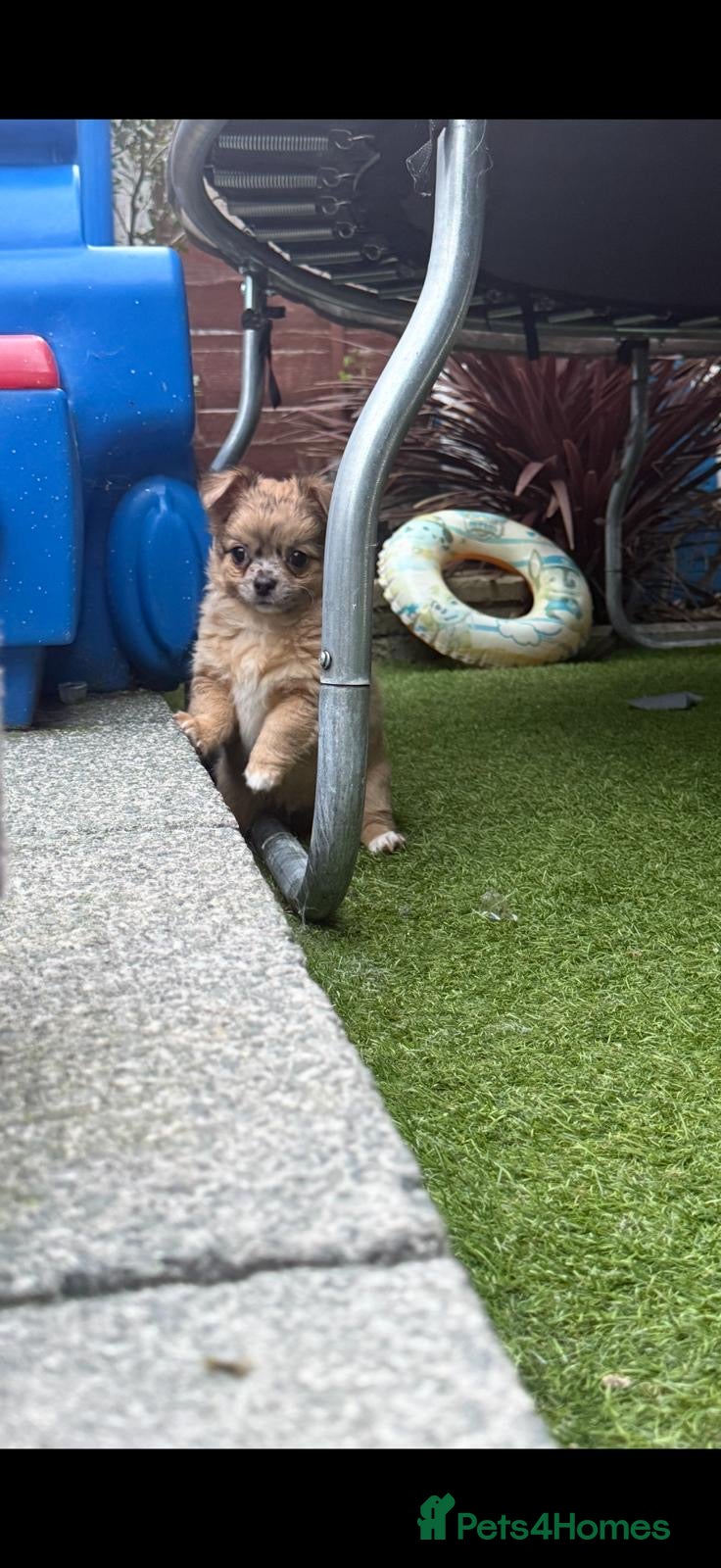 Chihuahua dogs Long coat chihuahua puppy’s  - Advert 9