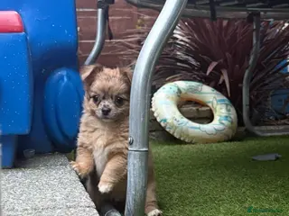 Chihuahua dogs Long coat chihuahua puppy’s - Advert 9