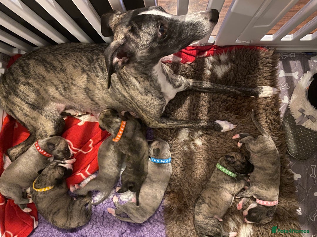 Whippet dogs for sale: 🐾✨ Exceptional Brindle Whippet Puppies✨🐾 - Advert 3