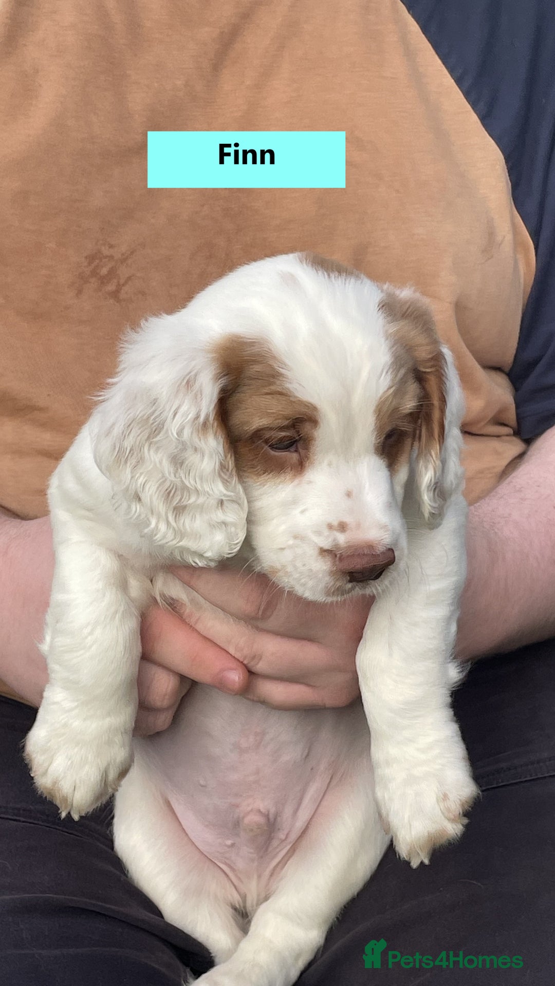 Cocker Spaniel dogs for sale: Stunning Working Cocker Spaniel Puppies - Image 4