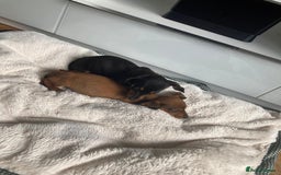 Dachshund dogs for sale: 2 dachshund pups - Image 6